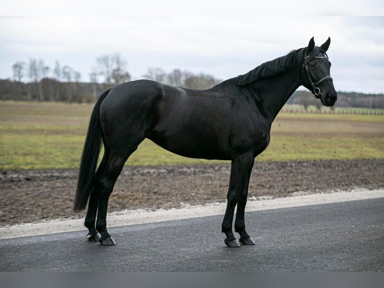 Media sangre polaco Yegua 7 años 164 cm Negro in Budzyń