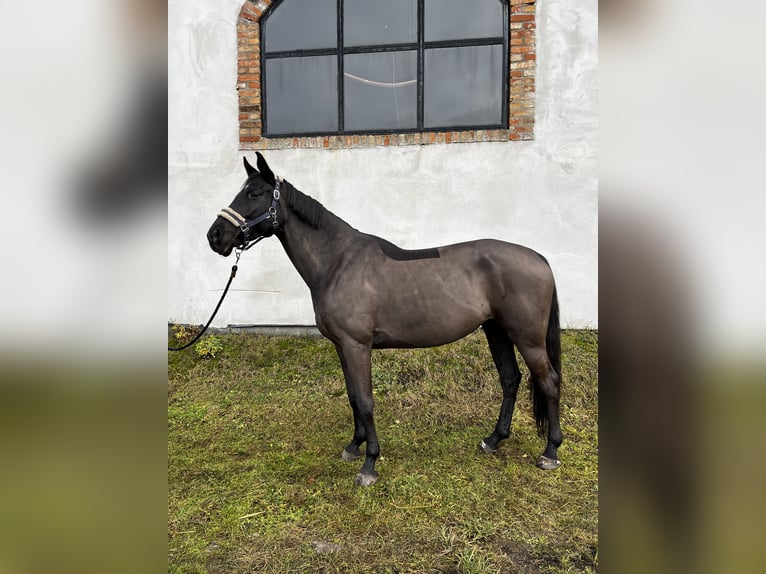 Media sangre polaco Yegua 8 años 158 cm Negro in Słubice