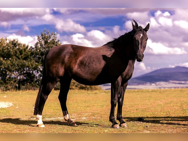 Media sangre polaco Yegua 8 años 162 cm Negro in Lutomia Górna