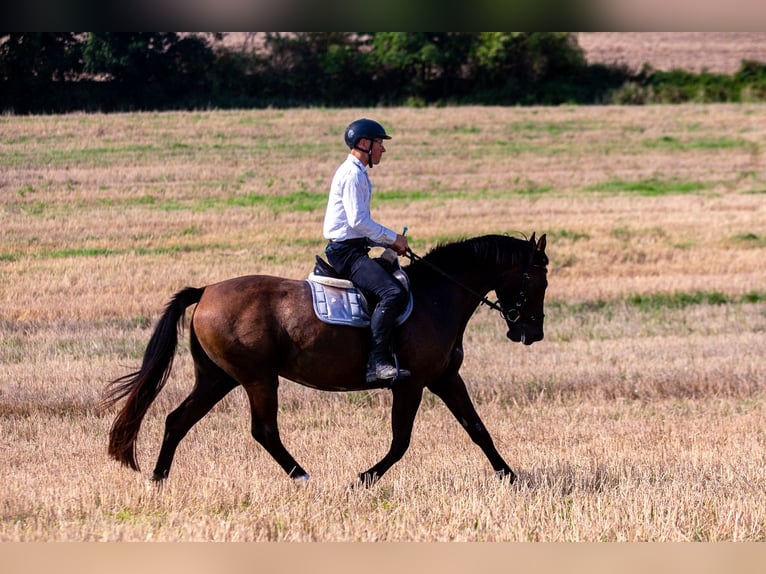 Media sangre polaco Yegua 8 años 162 cm Negro in Lutomia Górna