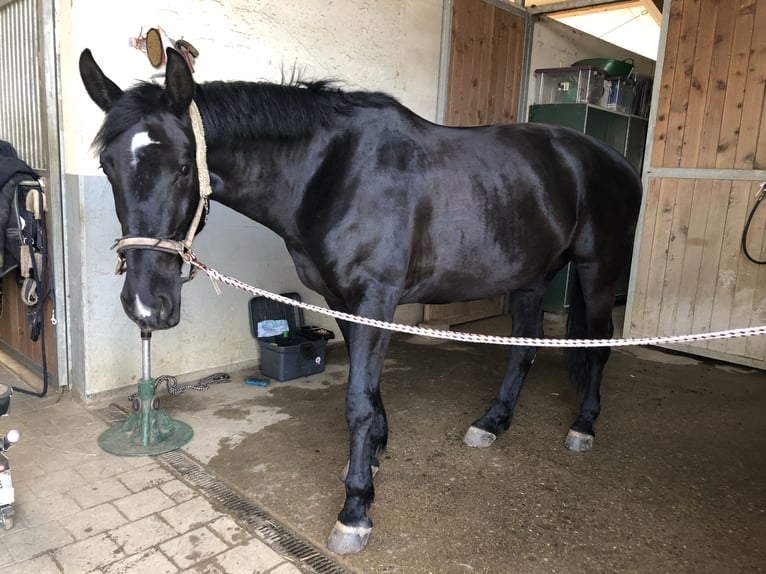 Media sangre polaco Yegua 8 años 172 cm Negro in Pöttmes