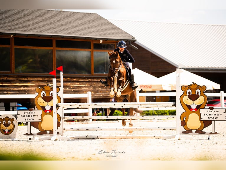 Media sangre polaco Yegua 9 años 167 cm Alazán in Wolomin Media sangre polaco Yegua 9 años 167 cm Alazán in Wolomin