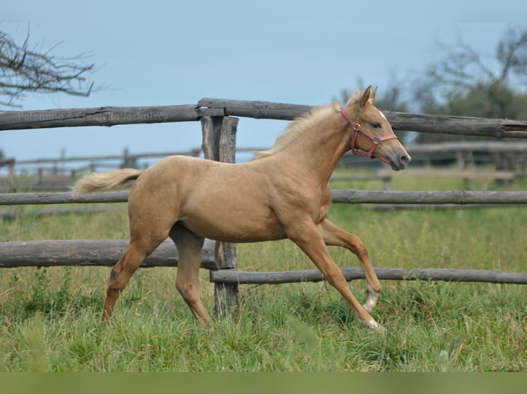 Media sangre polaco Yegua Potro (05/2024) 168 cm Palomino in Kamieniec Wrocławski