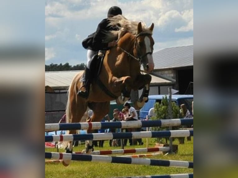 Media sangre polaco Yegua Potro (02/2024) 168 cm Palomino in Kiełczów