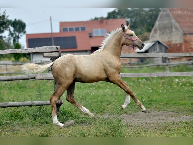 Media sangre polaco Yegua Potro (04/2024) 168 cm Palomino in Kamieniec Wrocławski