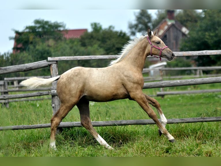 Media sangre polaco Yegua Potro (04/2024) 168 cm Palomino in Kamieniec Wrocławski