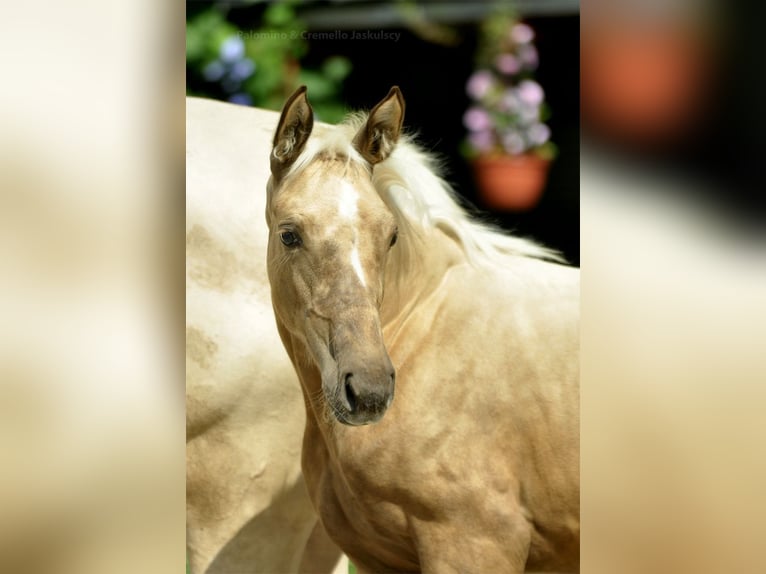 Media sangre polaco Yegua Potro (04/2024) 168 cm Palomino in Kamieniec Wrocławski