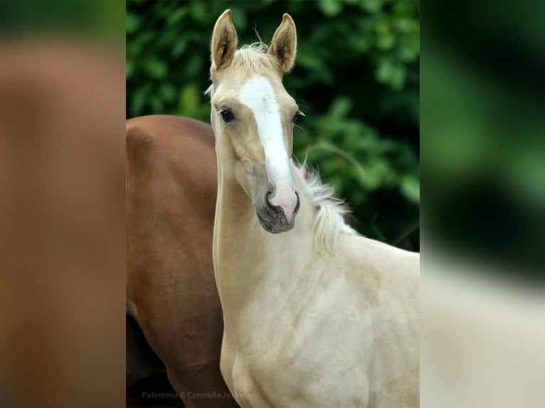 Media sangre polaco Yegua Potro (03/2024) 170 cm Palomino in Kamieniec Wrocławski