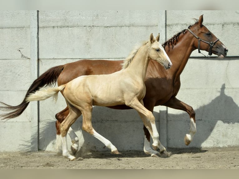 Media sangre polaco Yegua Potro (03/2024) 170 cm Palomino in Kamieniec Wrocławski