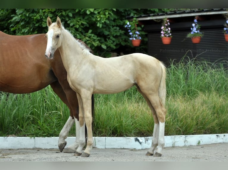 Media sangre polaco Yegua Potro (03/2024) 170 cm Palomino in Kamieniec Wrocławski