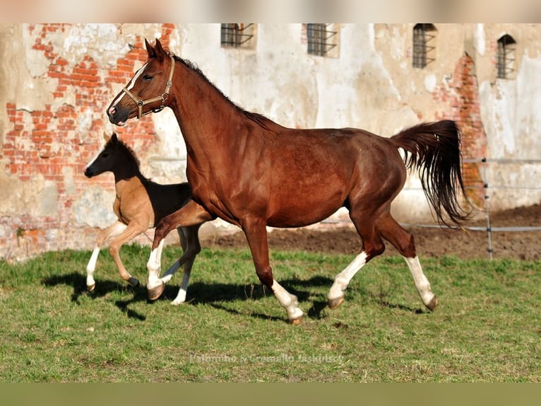 Media sangre polaco Yegua Potro (03/2024) 170 cm Palomino in Kamieniec Wrocławski