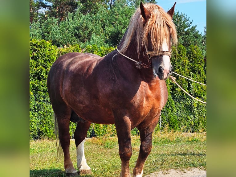 Meer koudbloeden Hengst 14 Jaar 165 cm Vos in Sierskowola