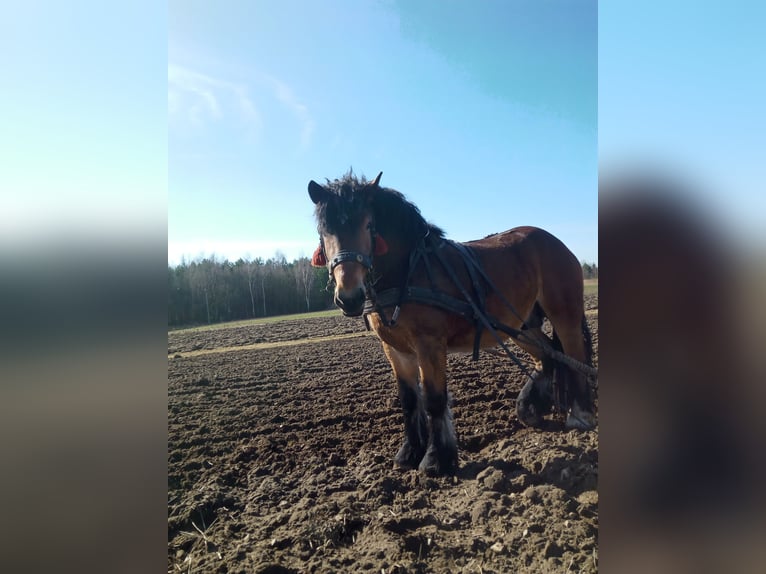 Meer koudbloeden Hengst 2 Jaar 154 cm Bruin in Kostomłoty pierwsze