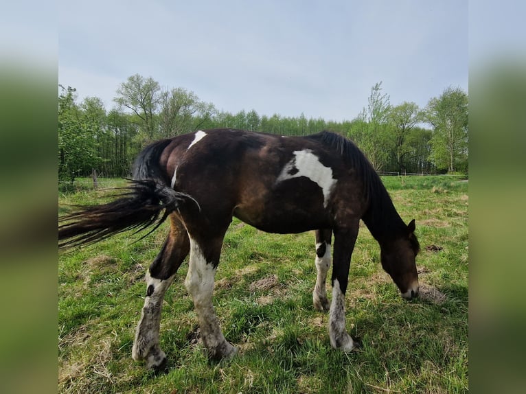 Meer koudbloeden Mix Hengst 2 Jaar 160 cm Roodbruin in Kołobrzeg