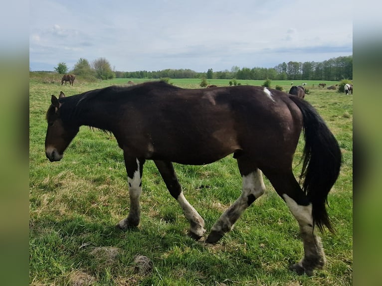 Meer koudbloeden Mix Hengst 2 Jaar 160 cm Roodbruin in Kołobrzeg