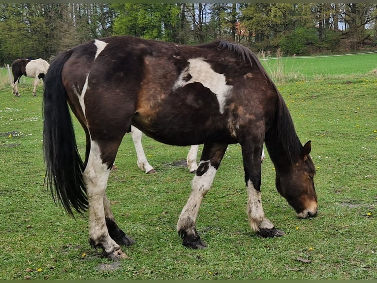 Meer koudbloeden Mix Hengst 2 Jaar 160 cm Roodbruin in Kołobrzeg