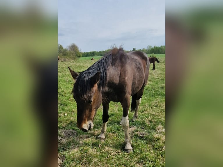 Meer koudbloeden Mix Hengst 2 Jaar 160 cm Roodbruin in Kołobrzeg