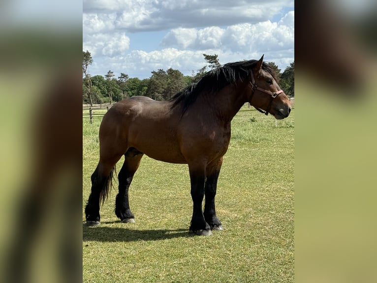 Meer koudbloeden Hengst 3 Jaar 157 cm Bruin in Beuningen