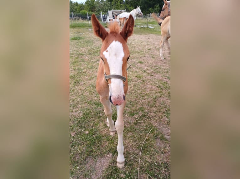 Meer koudbloeden Hengst veulen (01/2024) in Wienrode