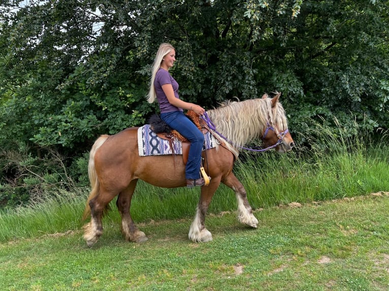 Meer koudbloeden Merrie 10 Jaar 154 cm Donkere-vos in Linkenbach