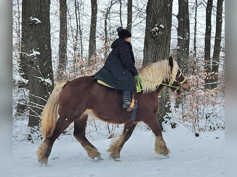 Meer koudbloeden Merrie 10 Jaar 155 cm Vos in Linkenbach