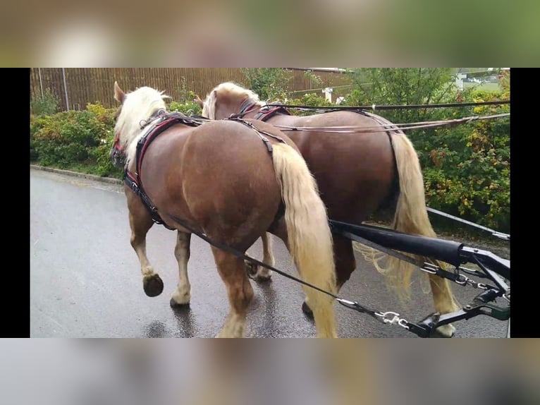 Meer koudbloeden Merrie 10 Jaar 159 cm Vos in Kamenz
