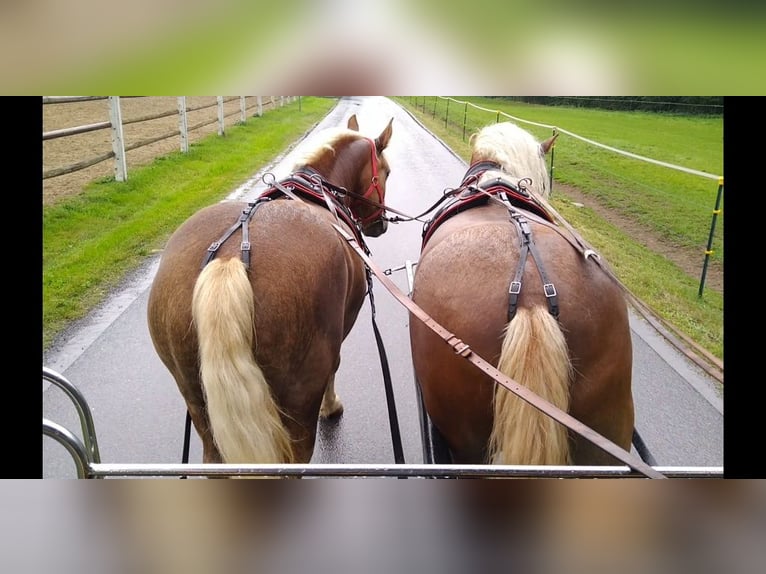 Meer koudbloeden Merrie 10 Jaar 159 cm Vos in Kamenz