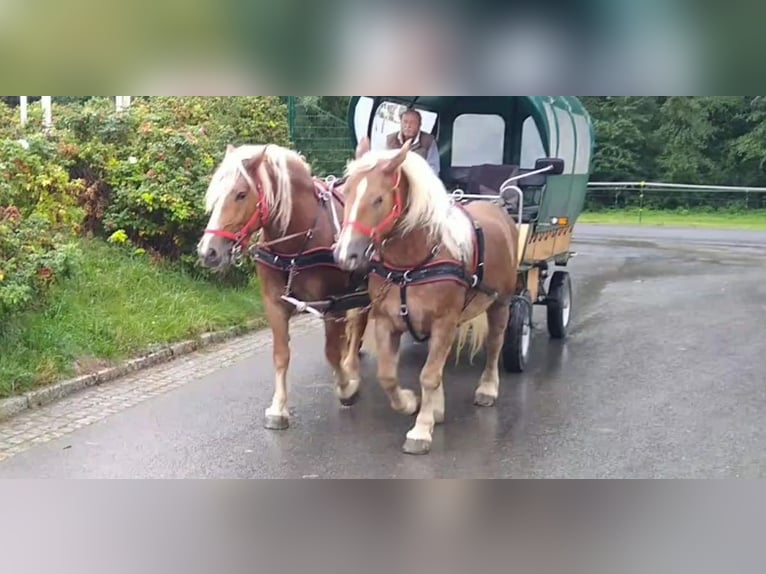 Meer koudbloeden Merrie 10 Jaar 159 cm Vos in Kamenz