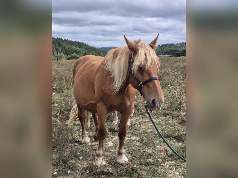 Meer koudbloeden Merrie 11 Jaar 168 cm Vos in Blankenheim