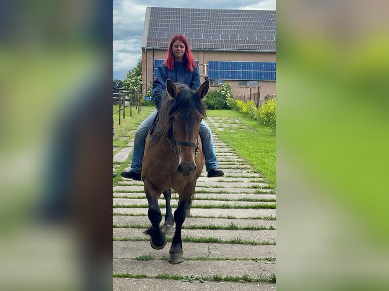 Meer koudbloeden Mix Merrie 11 Jaar Brown Falb schimmel in Kaltohmfeld