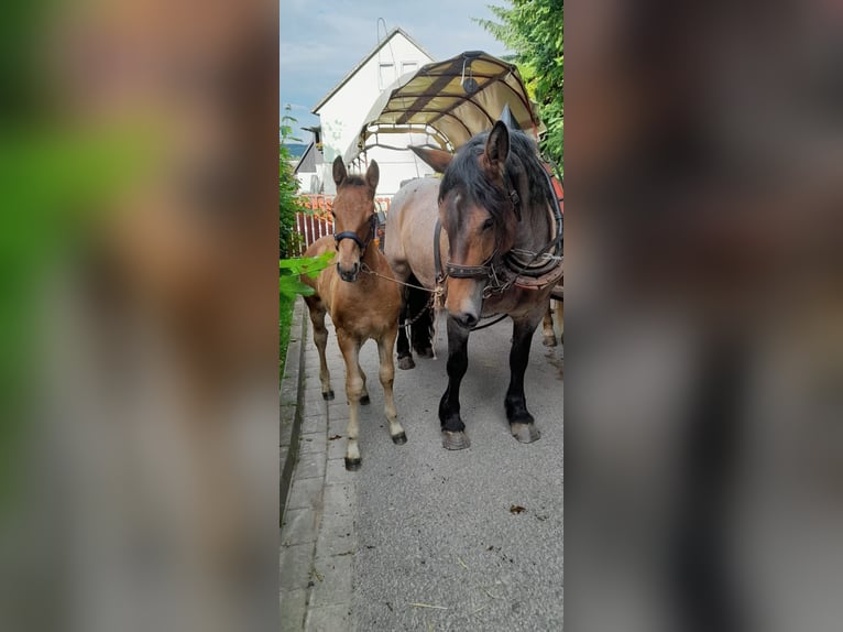 Meer koudbloeden Mix Merrie 11 Jaar Brown Falb schimmel in Kaltohmfeld