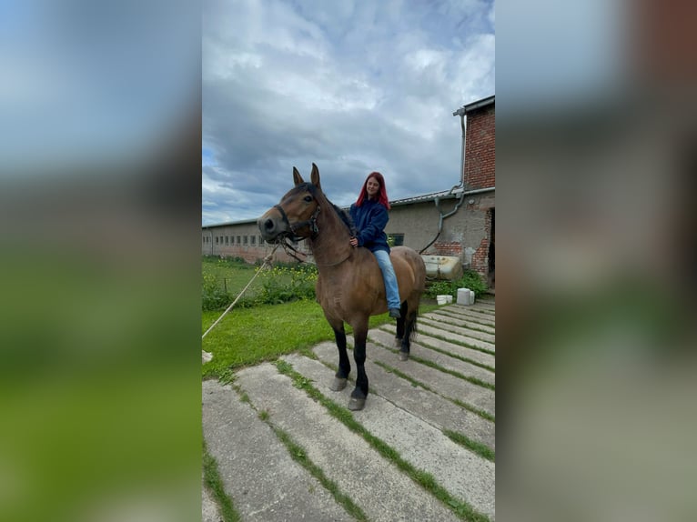 Meer koudbloeden Mix Merrie 11 Jaar Brown Falb schimmel in Kaltohmfeld