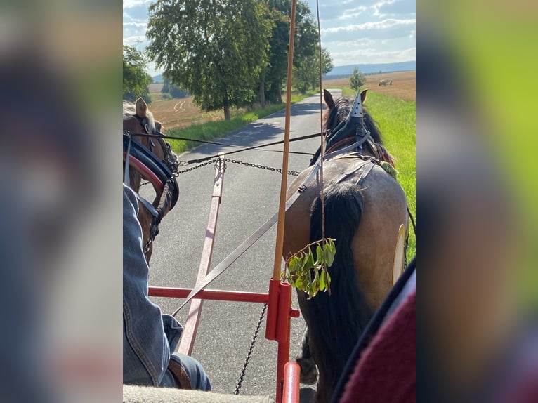 Meer koudbloeden Mix Merrie 11 Jaar Brown Falb schimmel in Kaltohmfeld