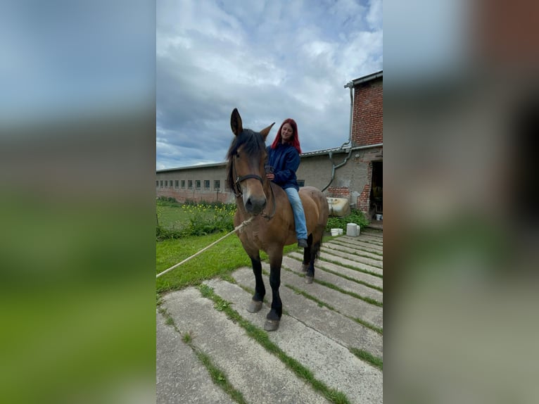Meer koudbloeden Mix Merrie 11 Jaar Brown Falb schimmel in Kaltohmfeld