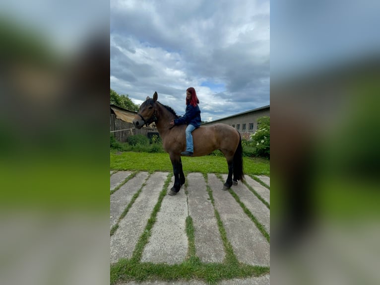 Meer koudbloeden Mix Merrie 11 Jaar Brown Falb schimmel in Kaltohmfeld