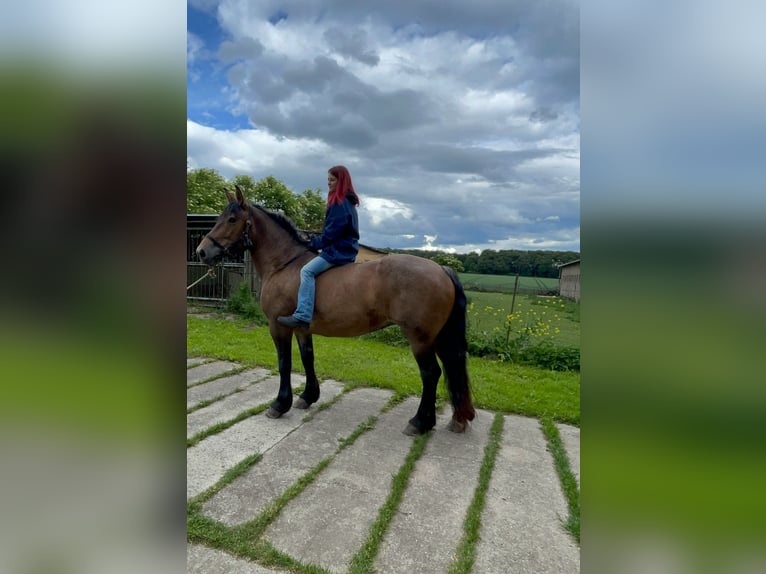 Meer koudbloeden Mix Merrie 11 Jaar Brown Falb schimmel in Kaltohmfeld