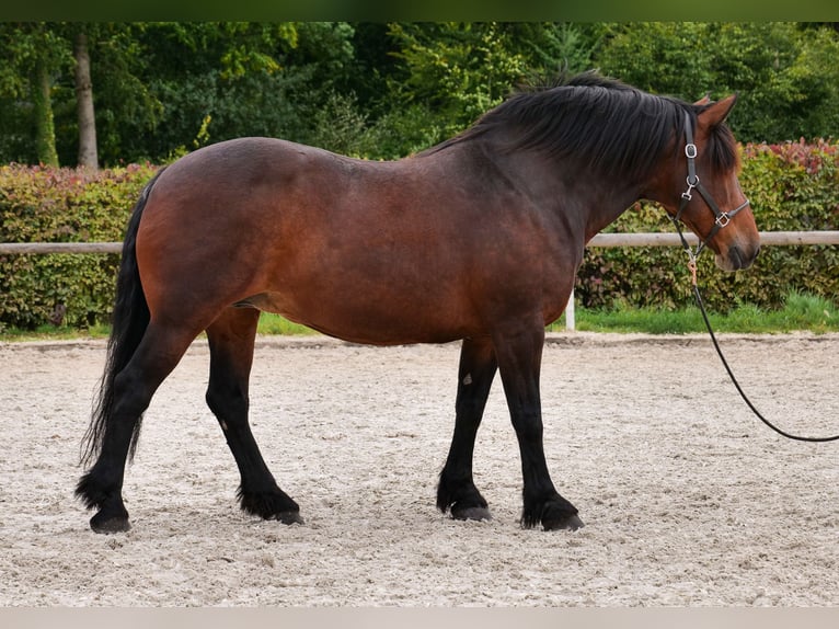 Meer koudbloeden Merrie 12 Jaar 160 cm Donkerbruin in Neustadt (Wied)