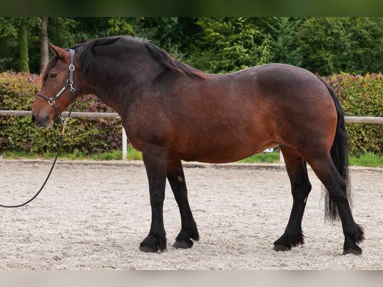 Meer koudbloeden Merrie 12 Jaar 160 cm Donkerbruin in Neustadt (Wied)