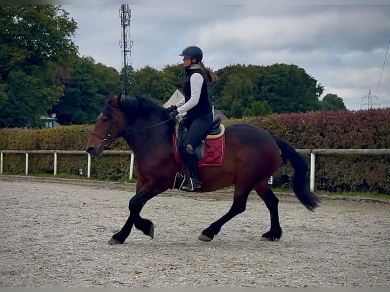 Meer koudbloeden Merrie 12 Jaar 160 cm Donkerbruin in Neustadt (Wied)
