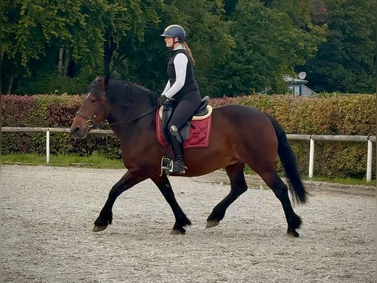Meer koudbloeden Merrie 12 Jaar 160 cm Donkerbruin in Neustadt (Wied)