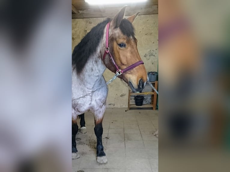 Meer koudbloeden Mix Merrie 12 Jaar 165 cm Roan-Bay in Oschatz