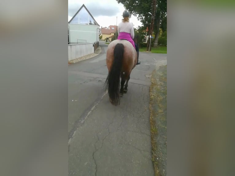 Meer koudbloeden Mix Merrie 12 Jaar 165 cm Roan-Bay in Oschatz