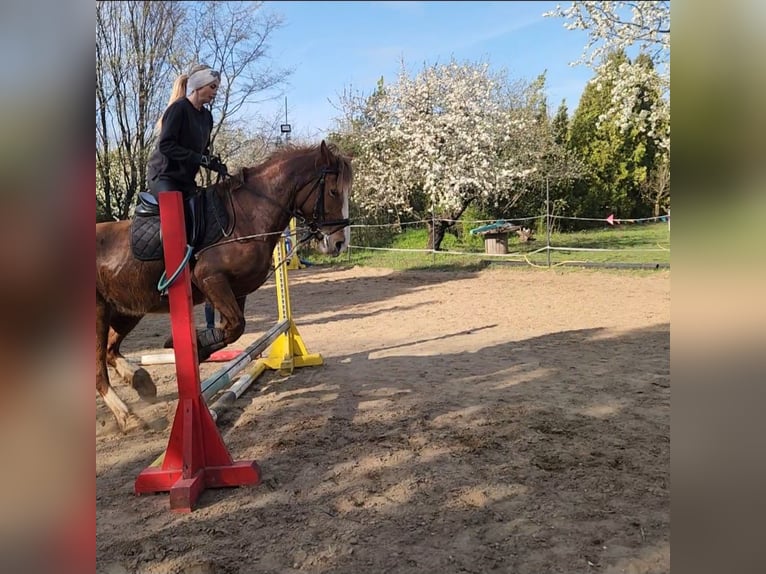 Meer koudbloeden Mix Merrie 13 Jaar 165 cm Red Dun in Páty