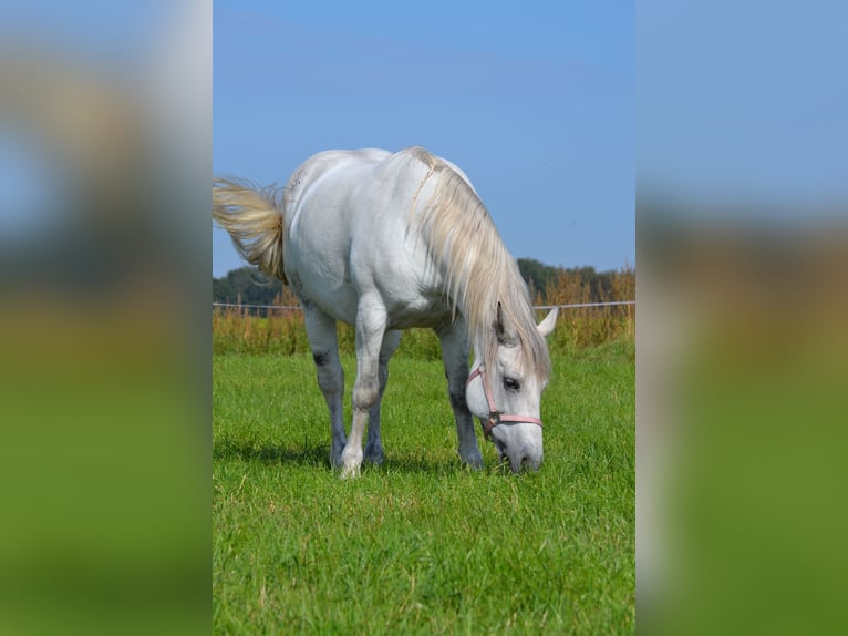 Meer koudbloeden Mix Merrie 15 Jaar 156 cm Schimmel in Bellingwolde