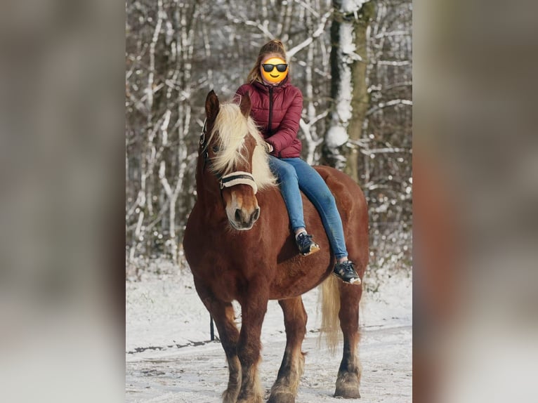 Meer koudbloeden Merrie 15 Jaar 164 cm Donkerbruin in Someren