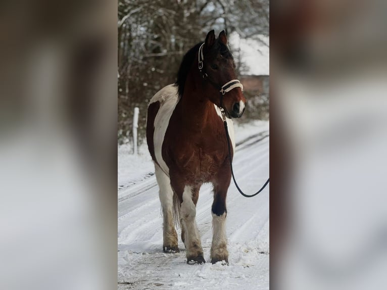 Meer koudbloeden Merrie 16 Jaar 158 cm Gevlekt-paard in Someren