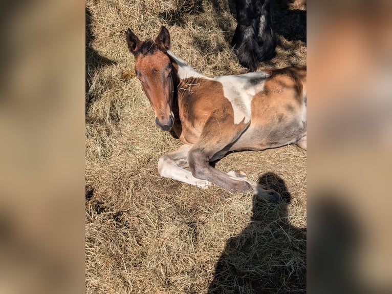 Meer koudbloeden Mix Merrie 1 Jaar 168 cm Gevlekt-paard in Weener