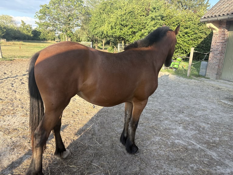 Meer koudbloeden Mix Merrie 2 Jaar 145 cm Donkerbruin in Weert