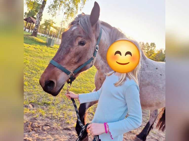 Meer koudbloeden Mix Merrie 3 Jaar 155 cm in S&#xF6;gel