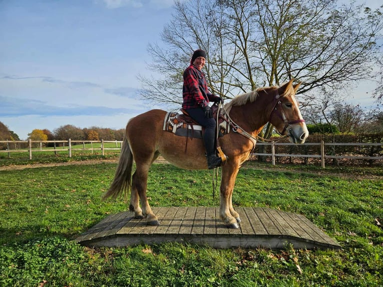 Meer koudbloeden Merrie 3 Jaar 158 cm Vos in Linkenbach